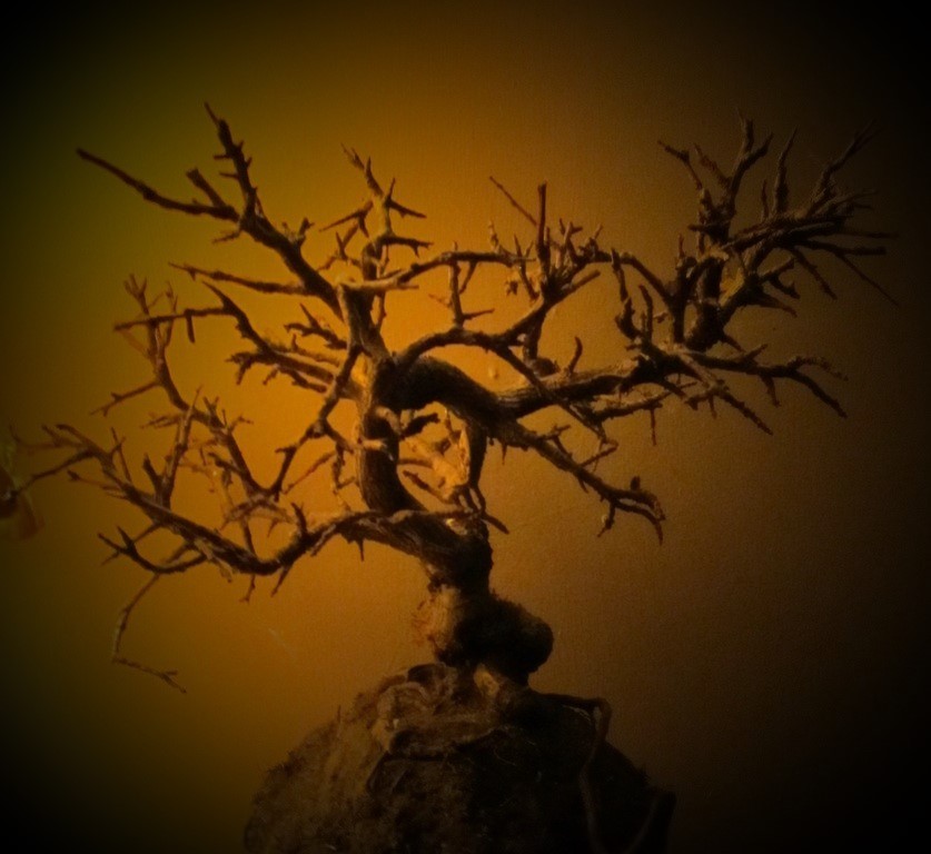 Dead bonsai (crab apple)